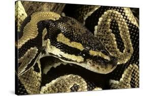 Python Regius (Royal Python, Ball Python)-Paul Starosta-Stretched Canvas