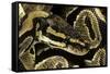 Python Regius (Royal Python, Ball Python)-Paul Starosta-Framed Stretched Canvas