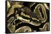 Python Regius (Royal Python, Ball Python)-Paul Starosta-Framed Stretched Canvas