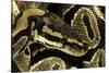 Python Regius (Royal Python, Ball Python)-Paul Starosta-Stretched Canvas