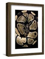 Python Regius (Royal Python, Ball Python)-Paul Starosta-Framed Photographic Print