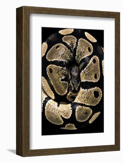 Python Regius (Royal Python, Ball Python)-Paul Starosta-Framed Photographic Print