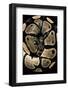 Python Regius (Royal Python, Ball Python)-Paul Starosta-Framed Photographic Print