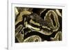 Python Regius (Royal Python, Ball Python)-Paul Starosta-Framed Photographic Print
