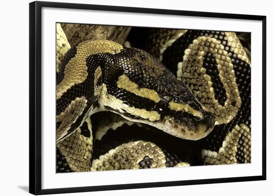 Python Regius (Royal Python, Ball Python)-Paul Starosta-Framed Photographic Print