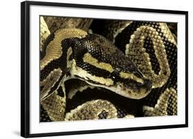 Python Regius (Royal Python, Ball Python)-Paul Starosta-Framed Photographic Print