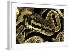 Python Regius (Royal Python, Ball Python)-Paul Starosta-Framed Photographic Print