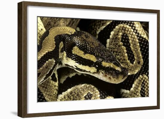 Python Regius (Royal Python, Ball Python)-Paul Starosta-Framed Photographic Print