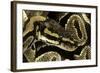 Python Regius (Royal Python, Ball Python)-Paul Starosta-Framed Photographic Print