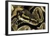 Python Regius (Royal Python, Ball Python)-Paul Starosta-Framed Photographic Print