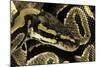 Python Regius (Royal Python, Ball Python)-Paul Starosta-Mounted Photographic Print