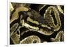 Python Regius (Royal Python, Ball Python)-Paul Starosta-Framed Photographic Print