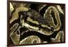 Python Regius (Royal Python, Ball Python)-Paul Starosta-Framed Photographic Print