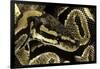 Python Regius (Royal Python, Ball Python)-Paul Starosta-Framed Photographic Print