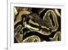 Python Regius (Royal Python, Ball Python)-Paul Starosta-Framed Photographic Print