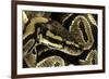 Python Regius (Royal Python, Ball Python)-Paul Starosta-Framed Photographic Print