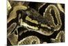 Python Regius (Royal Python, Ball Python)-Paul Starosta-Mounted Photographic Print