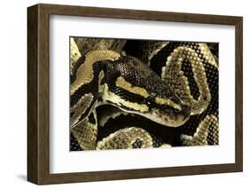 Python Regius (Royal Python, Ball Python)-Paul Starosta-Framed Photographic Print