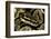 Python Regius (Royal Python, Ball Python)-Paul Starosta-Framed Photographic Print