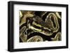 Python Regius (Royal Python, Ball Python)-Paul Starosta-Framed Photographic Print