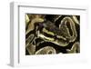 Python Regius (Royal Python, Ball Python)-Paul Starosta-Framed Photographic Print