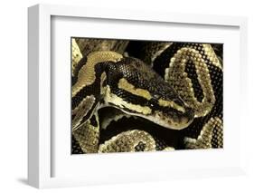 Python Regius (Royal Python, Ball Python)-Paul Starosta-Framed Photographic Print