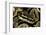 Python Regius (Royal Python, Ball Python)-Paul Starosta-Framed Photographic Print