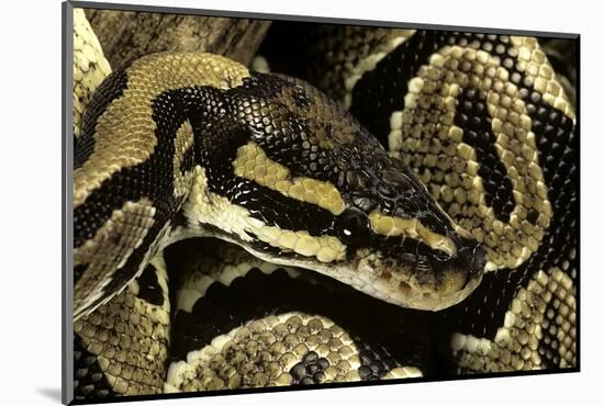 Python Regius (Royal Python, Ball Python)-Paul Starosta-Mounted Photographic Print