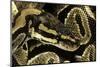 Python Regius (Royal Python, Ball Python)-Paul Starosta-Mounted Photographic Print