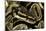 Python Regius (Royal Python, Ball Python)-Paul Starosta-Mounted Photographic Print