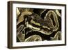 Python Regius (Royal Python, Ball Python)-Paul Starosta-Framed Photographic Print