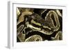 Python Regius (Royal Python, Ball Python)-Paul Starosta-Framed Photographic Print