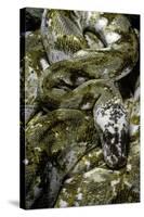 Python Reticulatus F. Calico (Reticulated Python)-Paul Starosta-Stretched Canvas