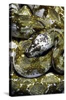 Python Reticulatus F. Calico (Reticulated Python)-Paul Starosta-Stretched Canvas