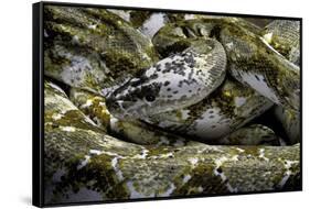 Python Reticulatus F. Calico (Reticulated Python)-Paul Starosta-Framed Stretched Canvas
