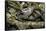 Python Reticulatus F. Calico (Reticulated Python)-Paul Starosta-Framed Stretched Canvas