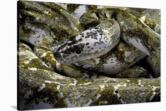 Python Reticulatus F. Calico (Reticulated Python)-Paul Starosta-Stretched Canvas