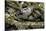 Python Reticulatus F. Calico (Reticulated Python)-Paul Starosta-Stretched Canvas