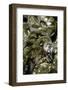 Python Reticulatus F. Calico (Reticulated Python)-Paul Starosta-Framed Photographic Print