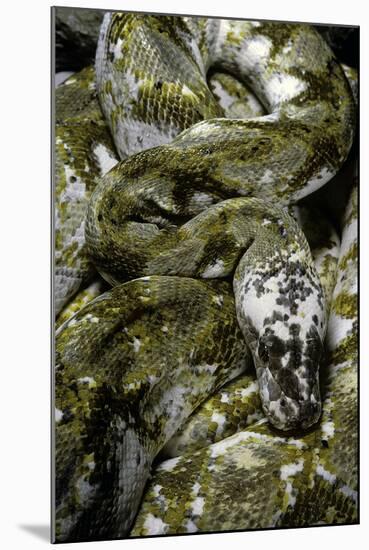 Python Reticulatus F. Calico (Reticulated Python)-Paul Starosta-Mounted Photographic Print