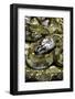 Python Reticulatus F. Calico (Reticulated Python)-Paul Starosta-Framed Photographic Print