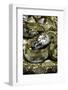 Python Reticulatus F. Calico (Reticulated Python)-Paul Starosta-Framed Photographic Print