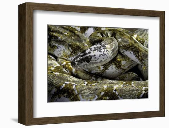 Python Reticulatus F. Calico (Reticulated Python)-Paul Starosta-Framed Photographic Print