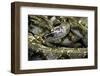 Python Reticulatus F. Calico (Reticulated Python)-Paul Starosta-Framed Photographic Print