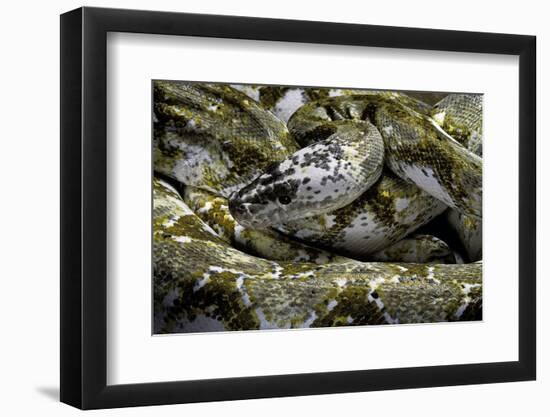 Python Reticulatus F. Calico (Reticulated Python)-Paul Starosta-Framed Photographic Print