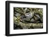 Python Reticulatus F. Calico (Reticulated Python)-Paul Starosta-Framed Photographic Print