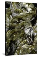 Python Reticulatus F. Calico (Reticulated Python)-Paul Starosta-Stretched Canvas