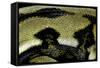 Python Reticulatus F.Tiger (Reticulated Python) - Scales-Paul Starosta-Framed Stretched Canvas