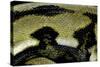 Python Reticulatus F.Tiger (Reticulated Python) - Scales-Paul Starosta-Stretched Canvas