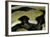 Python Reticulatus F.Tiger (Reticulated Python) - Scales-Paul Starosta-Framed Photographic Print